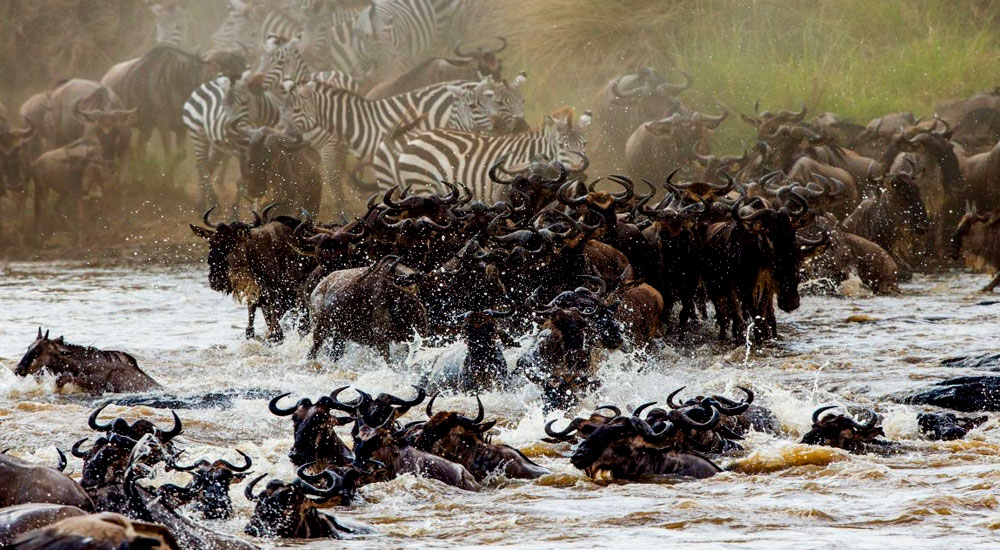 marariver-wildebeest-crossing