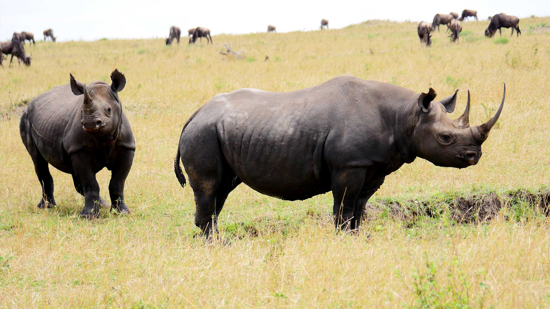 Black-rhinoceros
